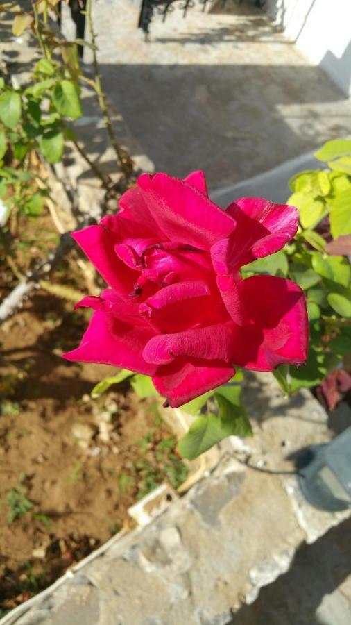 Panorama Rooms Agia Roumeli Dış mekan fotoğraf